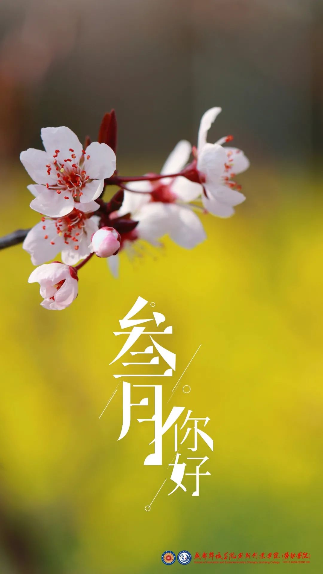 快来看看成都锦城学院的春日美景