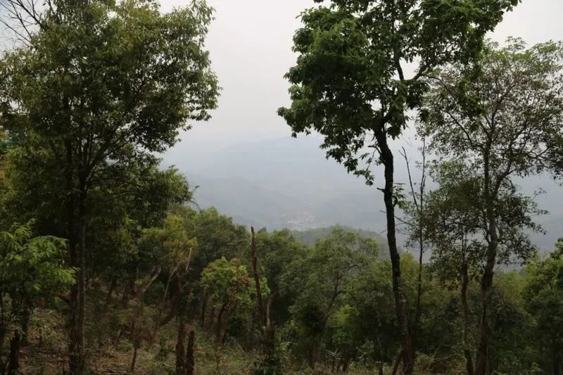 飞天揽月曼松普洱茶，不止是茶，更有收藏价值