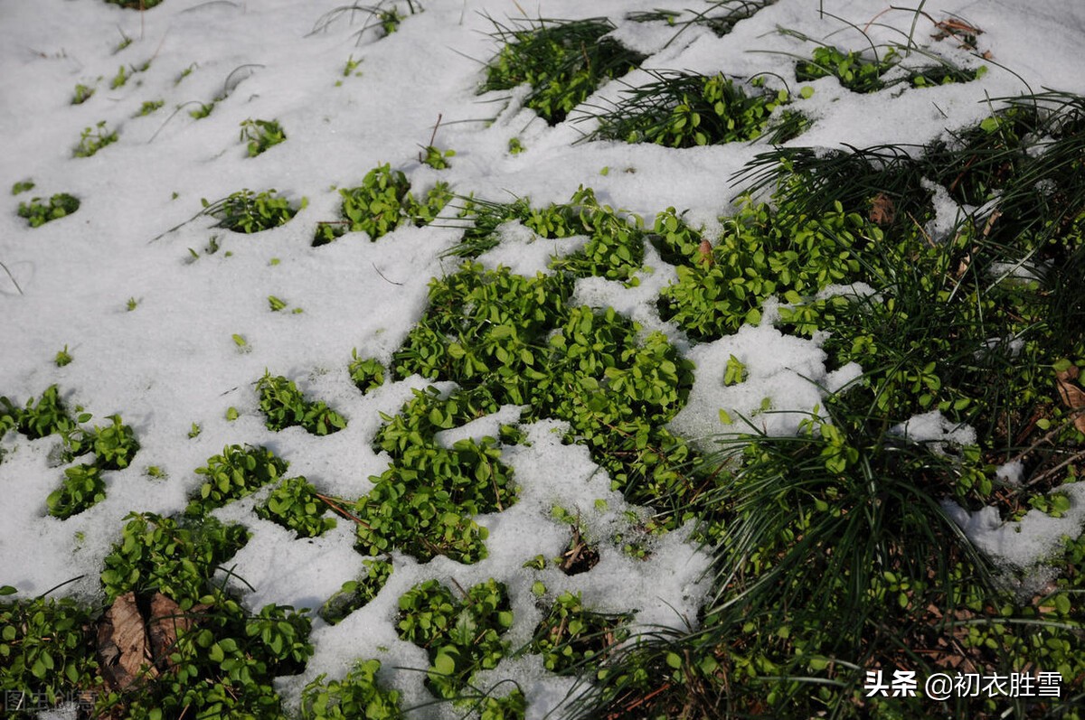 描写春天的草优美的句子有哪些