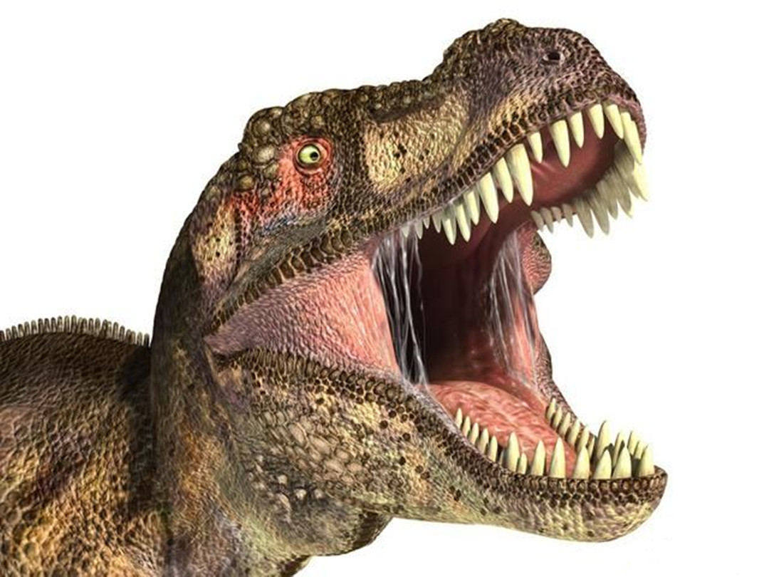 作为凶猛残忍的大型食肉动物,霸王龙只能缓慢地行走移动.