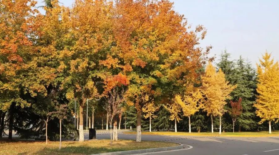 为什么可以报考河北师范大学？