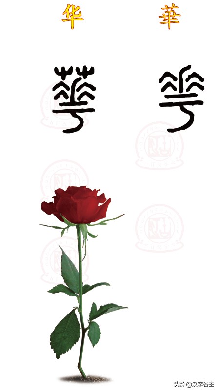 汉字植物：认知“花、华、荣、英、秀”之间汉字思维关系