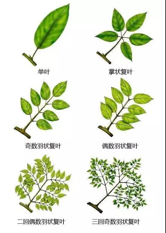 情人玫瑰花资料介绍（林草科普之玫瑰植物花语系列）