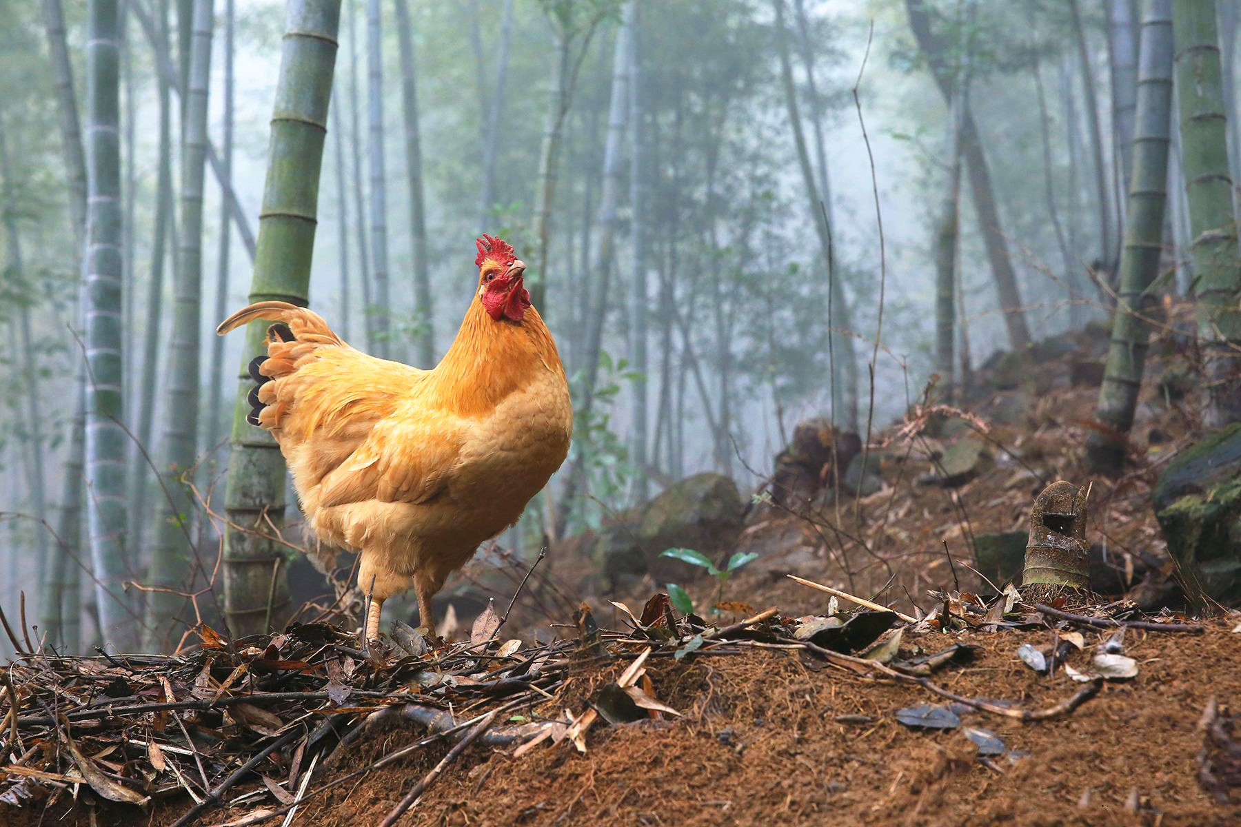 怎樣讓公雞不打鳴,怎樣讓公雞不打鳴兒?