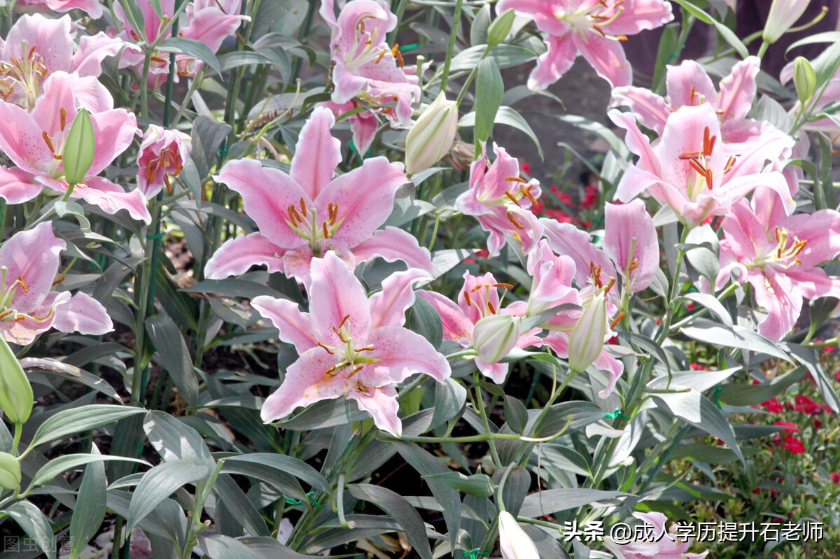 华中农业大学成人高考、函授报名专升本、园艺专业招生介绍