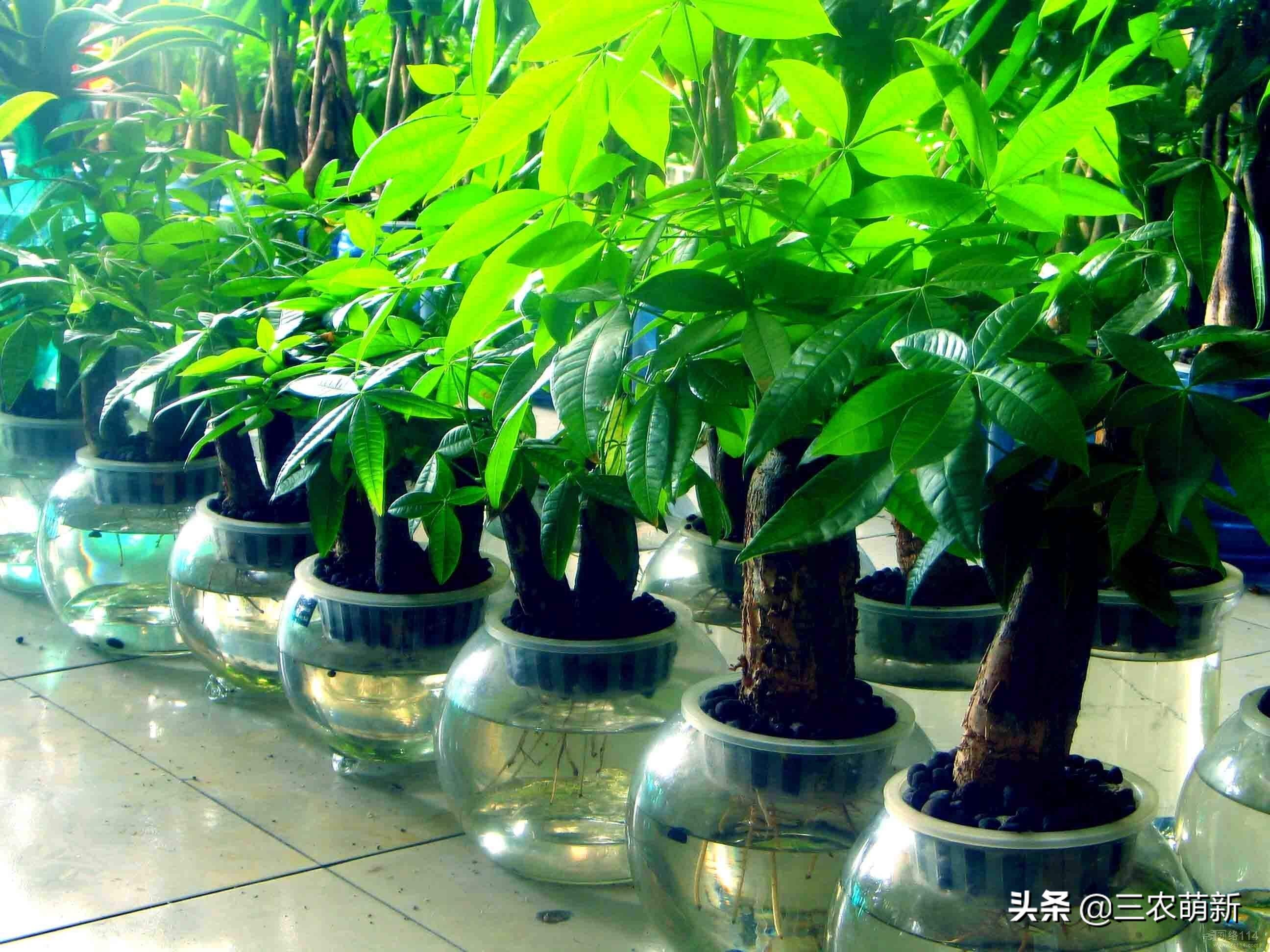 “家中有树，家家都富”，这10种植物寓意吉利，镇宅又旺家