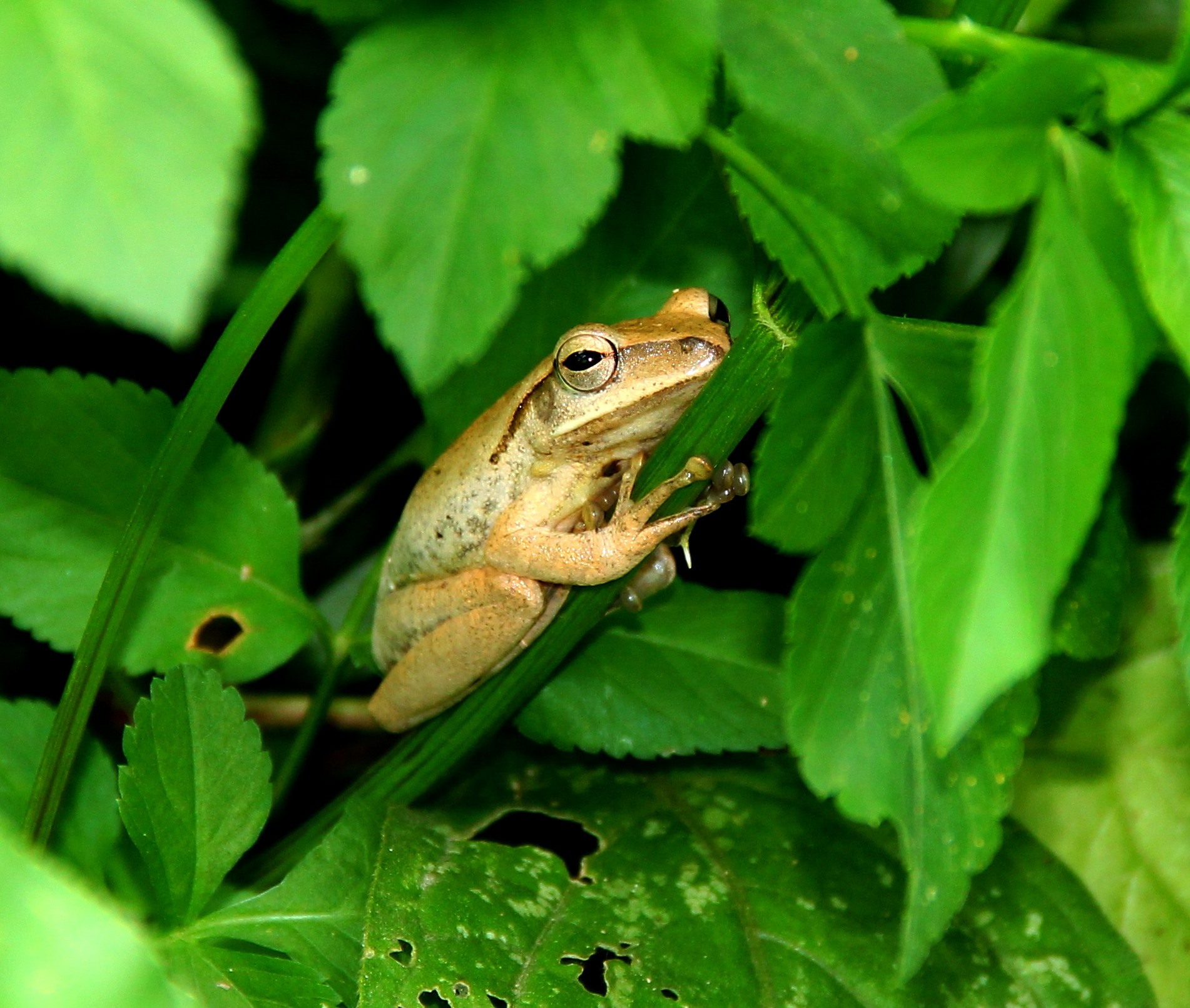 读莫言"蛙"感悟及启示