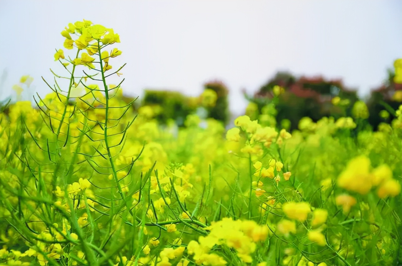 高清大图惊艳曝光！湖北高校“最美校花”比拼，个个颜值“天花板”！