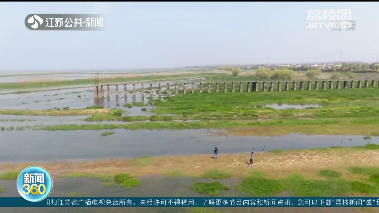 南京石臼湖“龙猫草原”又回来了！踏青郊游防疫不松懈