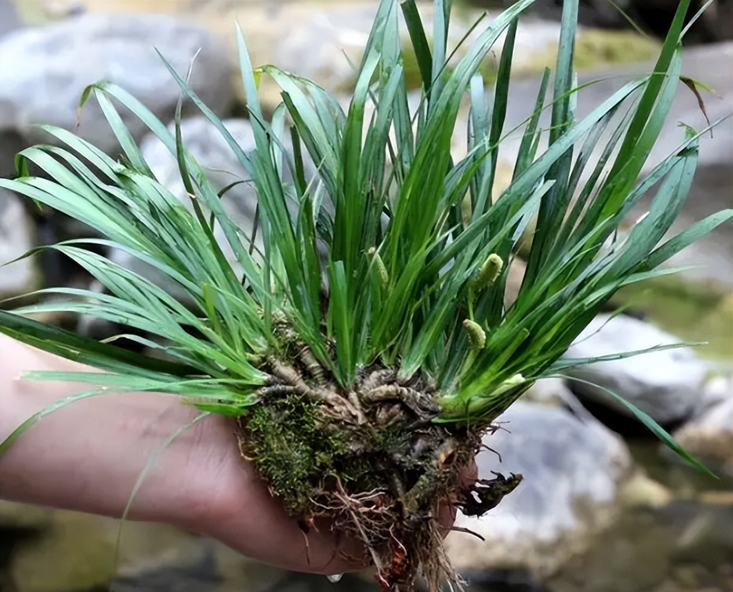 很多人都见过却不认识的石菖蒲,为什么受到追捧?遇到请移栽回去