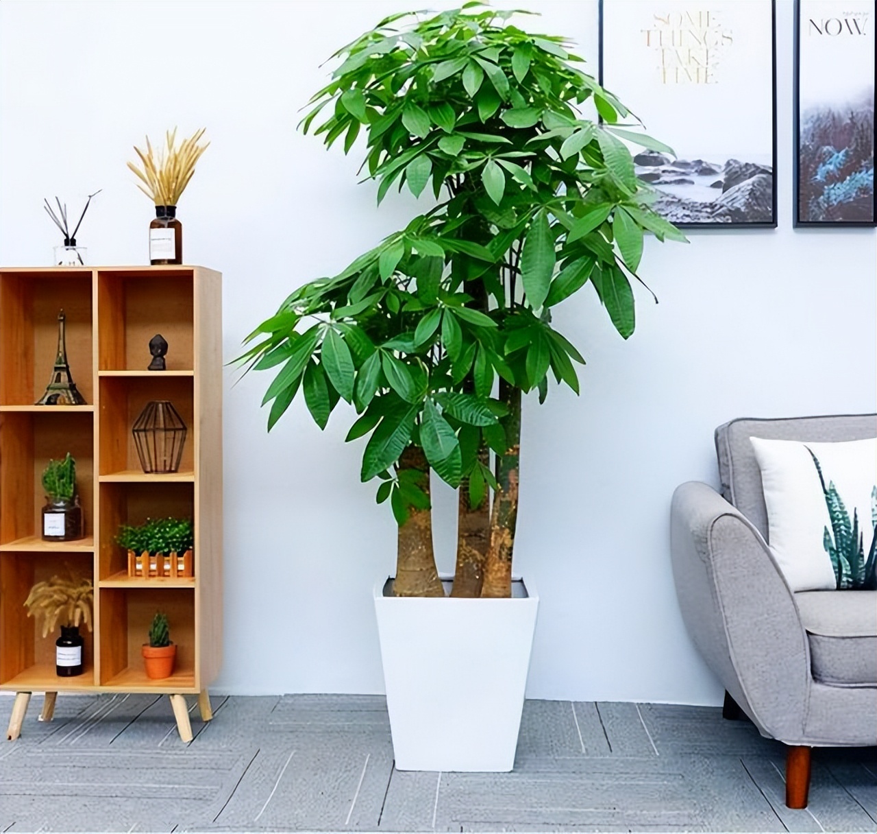 客厅放啥绿色植物好图片