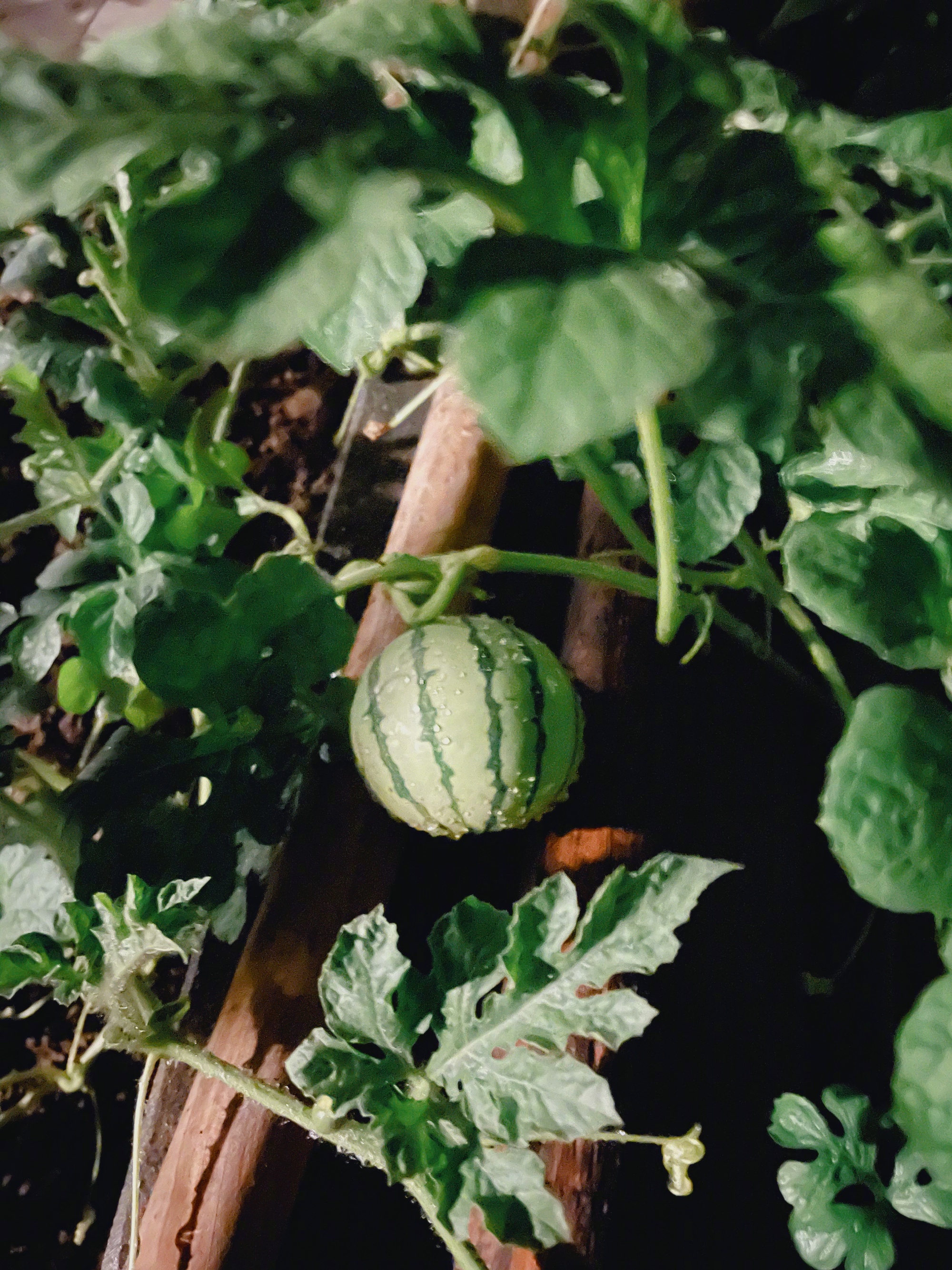 是女明星也是“菜农”！柳岩吃过刘亦菲种的茄子，张馨予家有农场