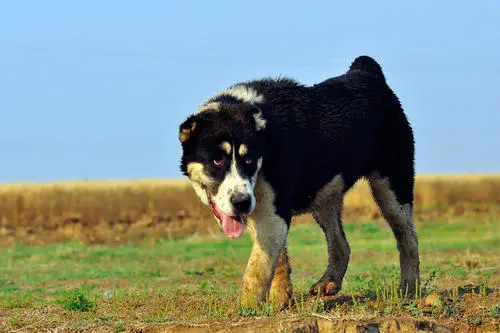见到一定绕道走!地表战斗力爆表的12种猛犬,一獒战三狼战狮子?