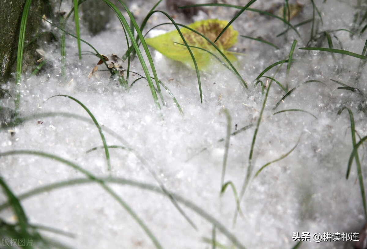 杨花柳絮,晚春佳景,但你对杨树的白毛毛真的了解吗