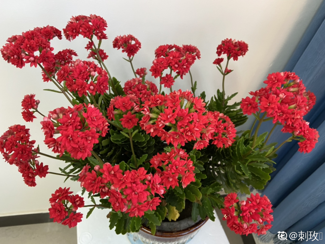 卧室适合放什么花（卧室养这4种花养人养身心）