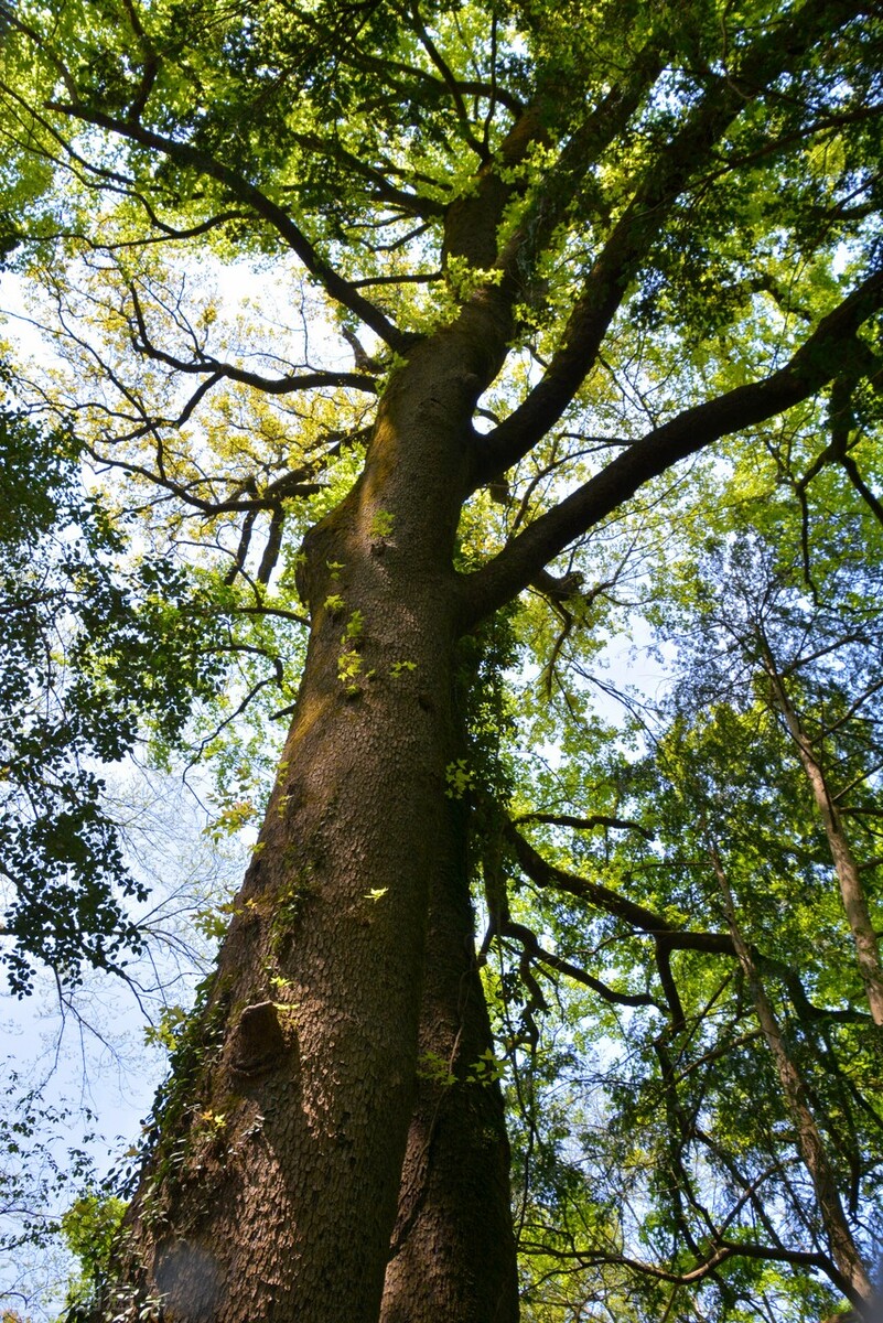 世界上长得最快的植物(森林植物的种类)