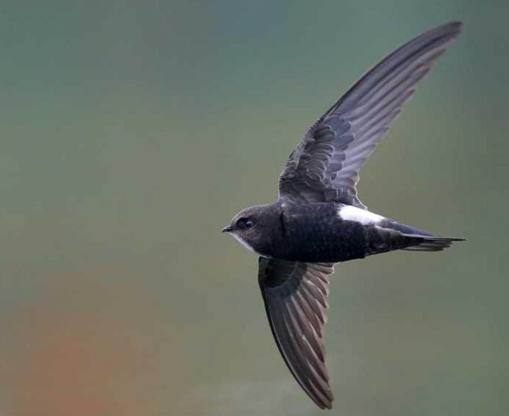 "无脚鸟"雨燕,一生边飞边睡,落地等于死亡,它如何繁衍后代?