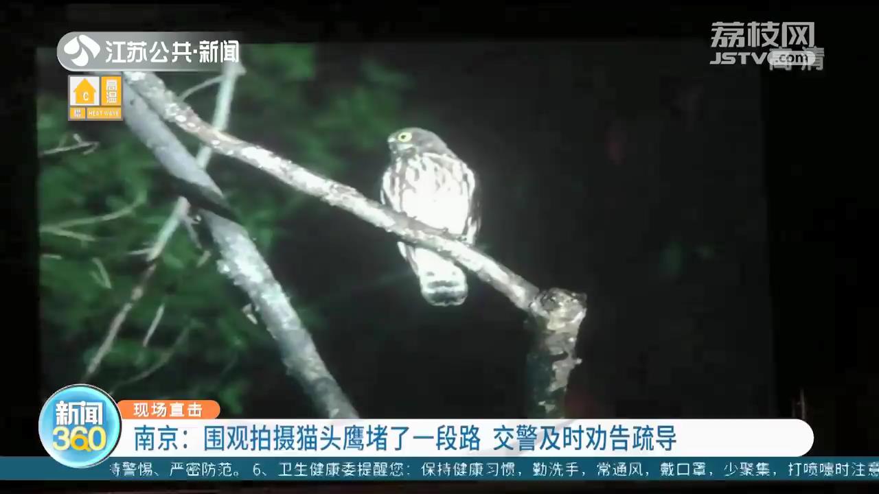 围观拍摄猫头鹰堵了一段路 南京交警及时劝告疏导