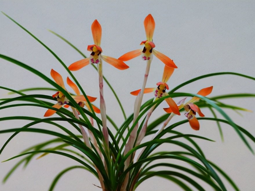 春兰花图片(29个兰花品种) - 赤虎壹号