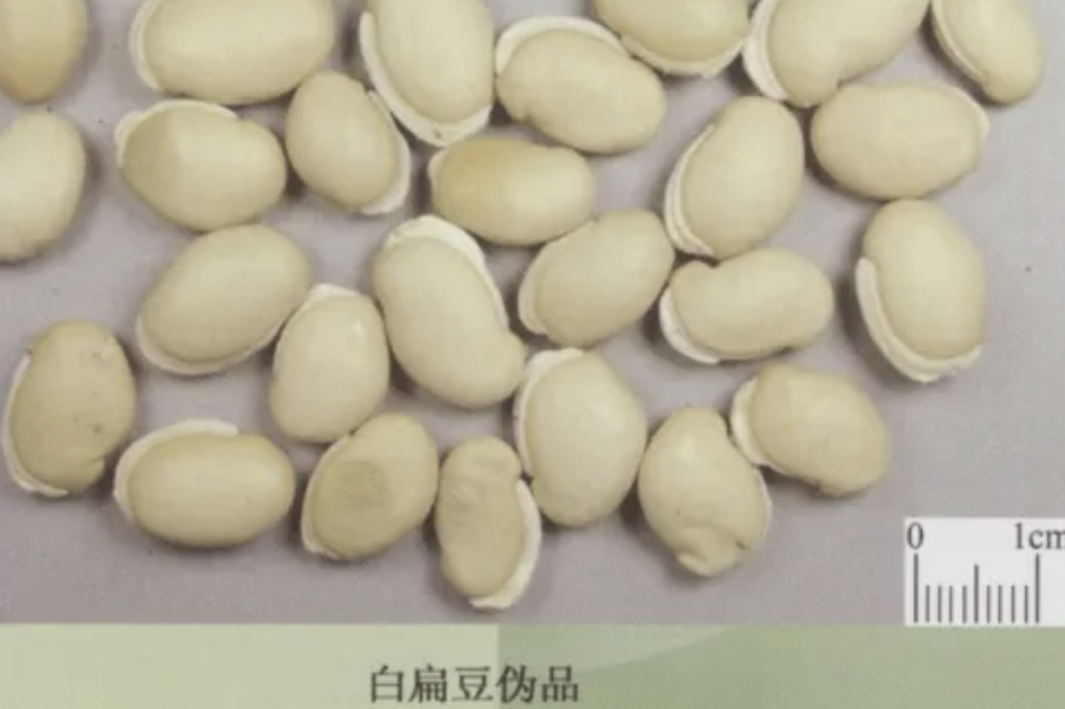 药食同源的豆中之王——白扁豆