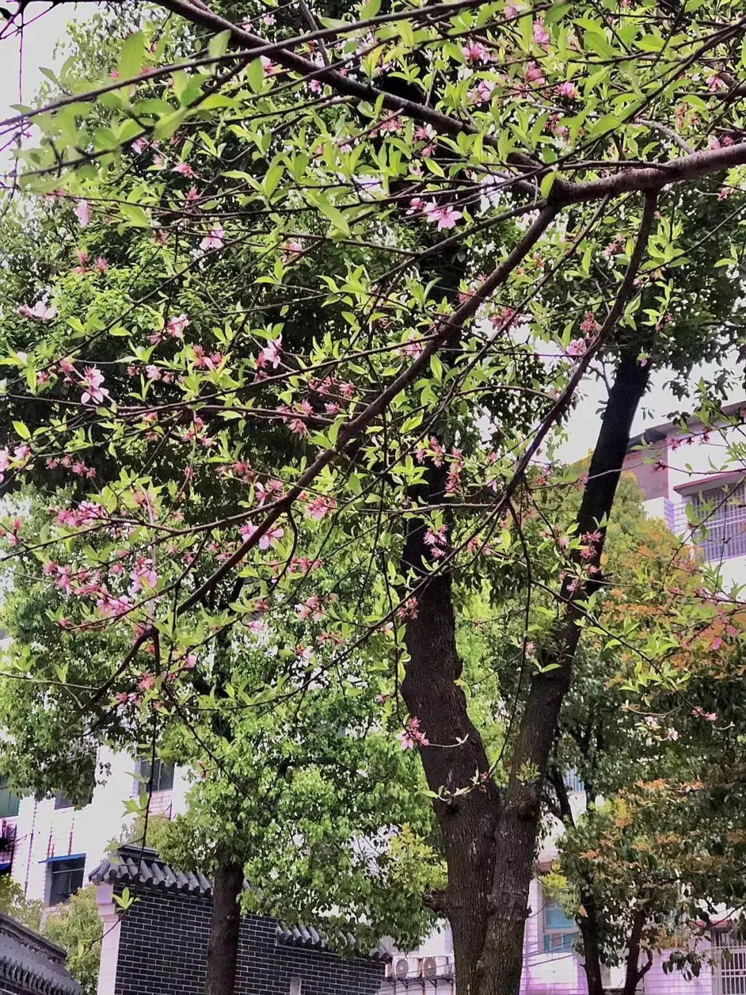 「情暖经开」等闲识得东风面，万紫千红经开春