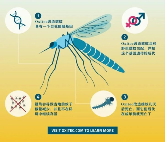 24亿只转基因蚊子！美国将在两年内全部放出，到底有什么目的？