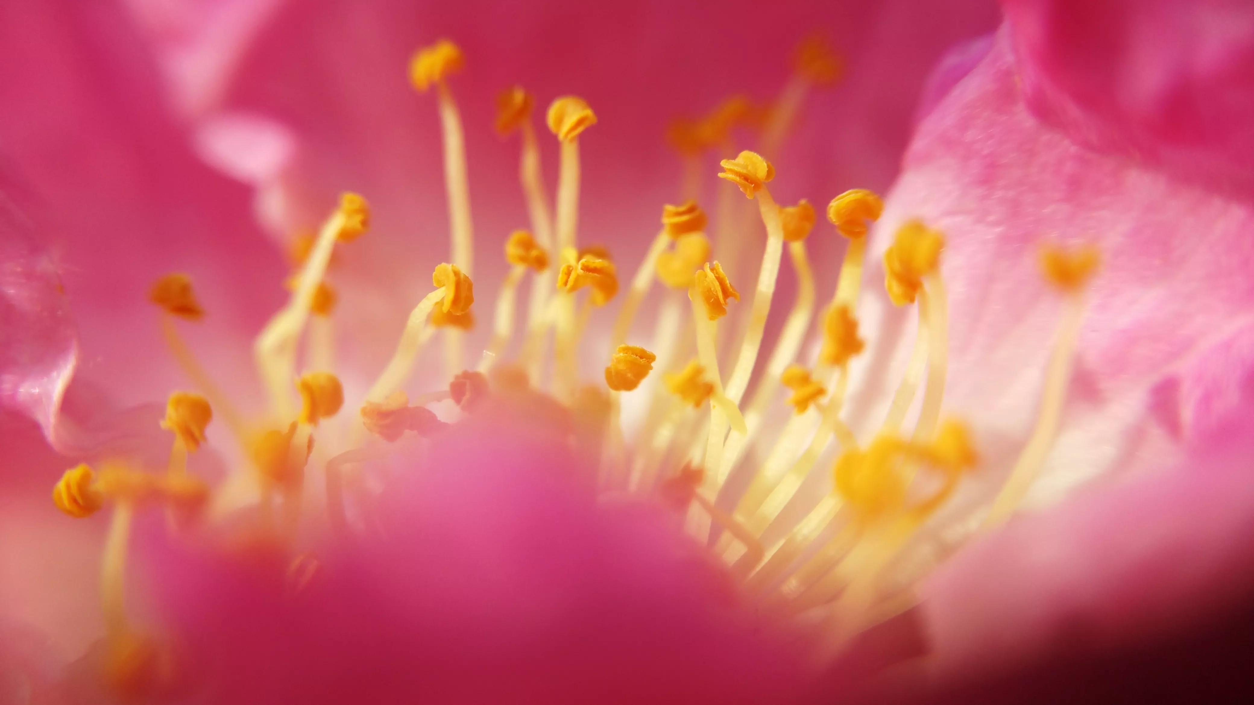 52张微距花蕊美图,带你走进花的内心世界