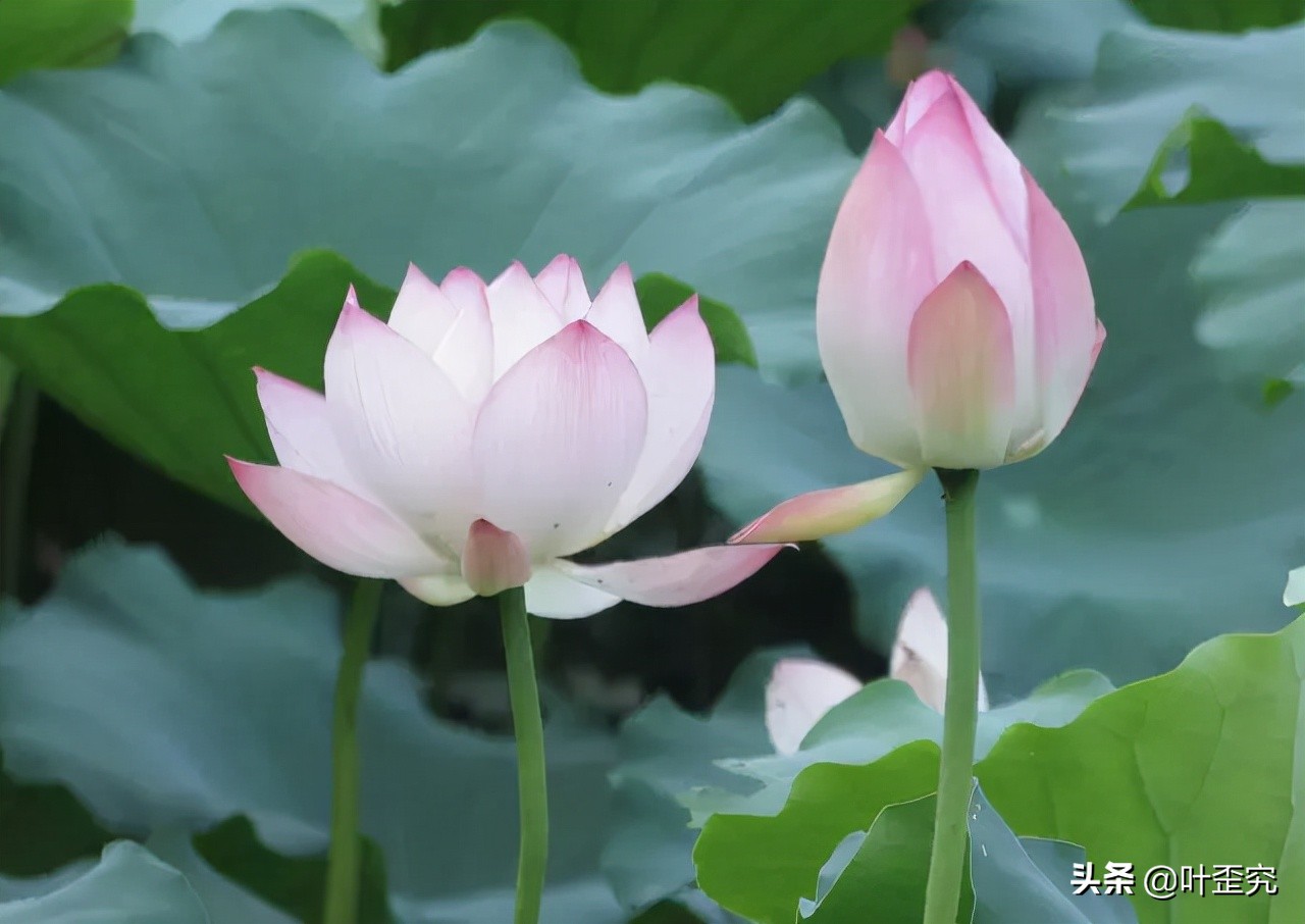 中国十大名花，您都知道吗？