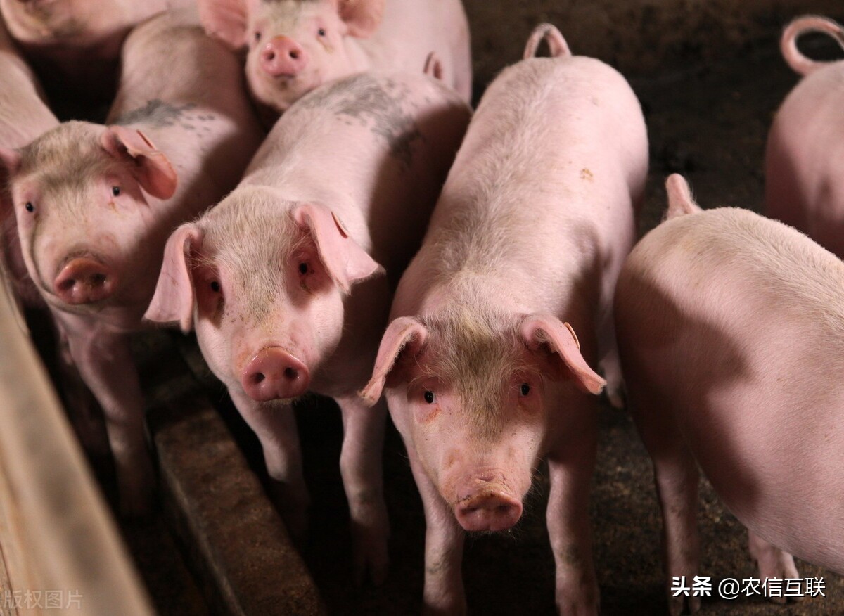 今日猪价行情（猪肉消费增多+各地收储，猪价扳本机会来了？）