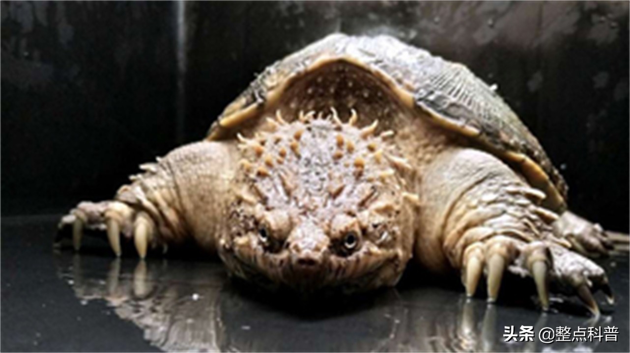 进化论的终极bug：乌龟，如何成为科学家们的“噩梦”？