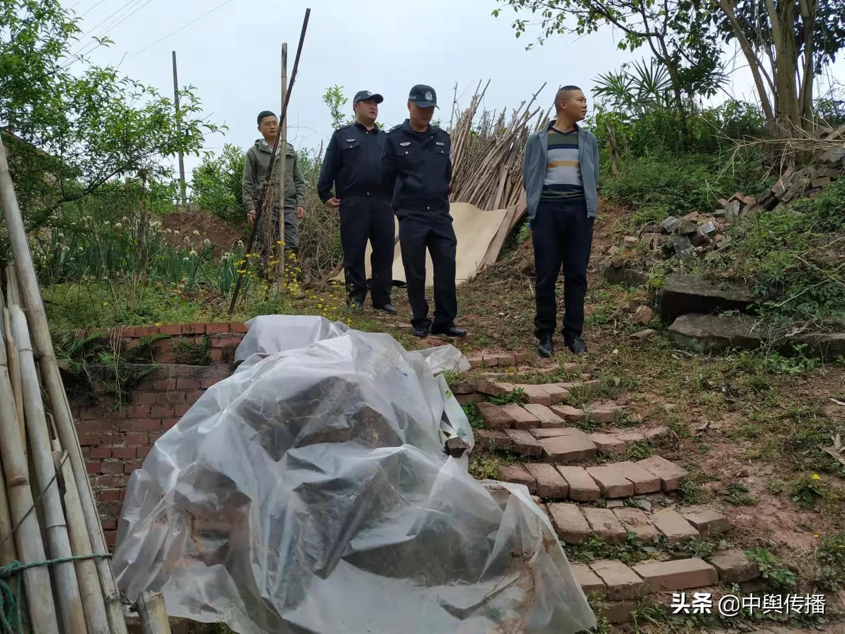 春暖花开日 禁种铲毒时——隆昌市界市镇踏踩工作持续发力