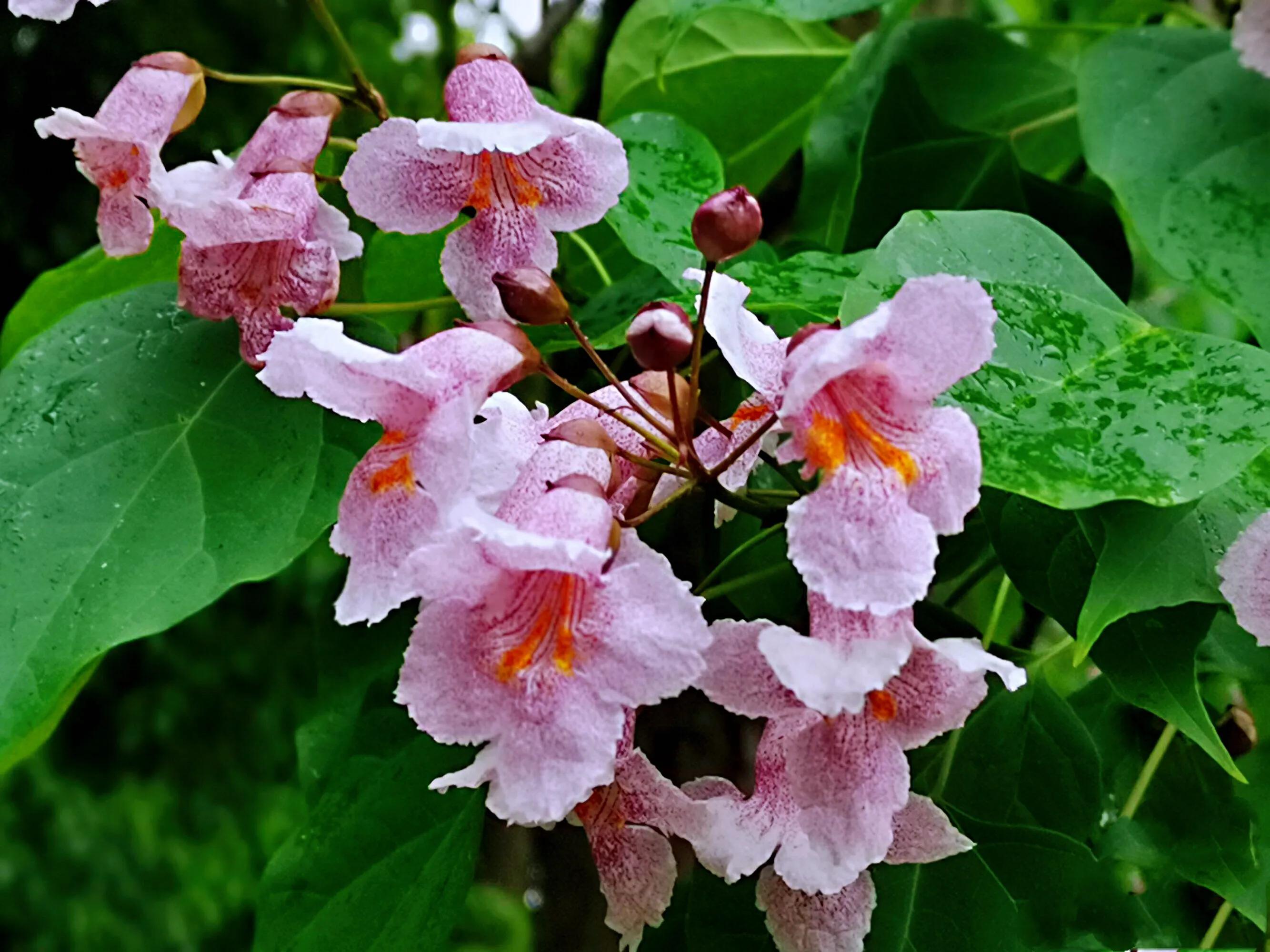 河南秋树图片及价格楸树