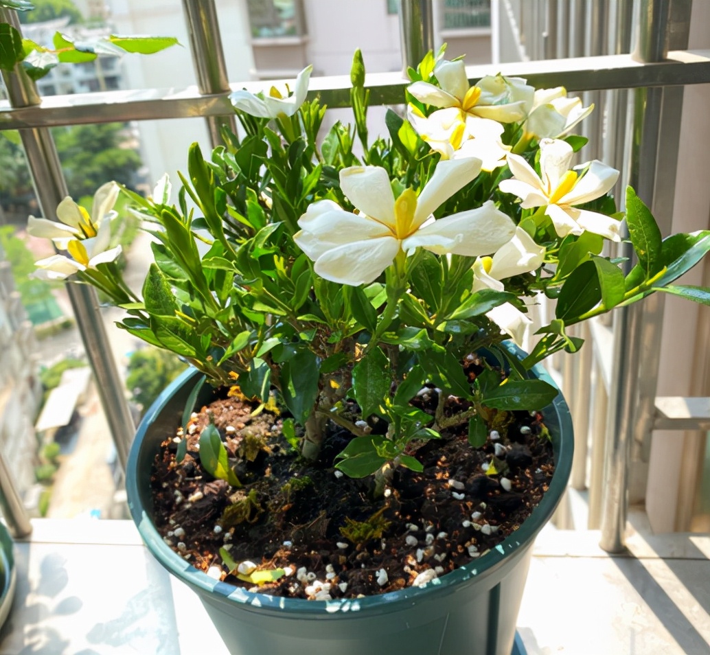 室内种什么盆栽植物最好（推荐四种好养香味十足的盆景花）