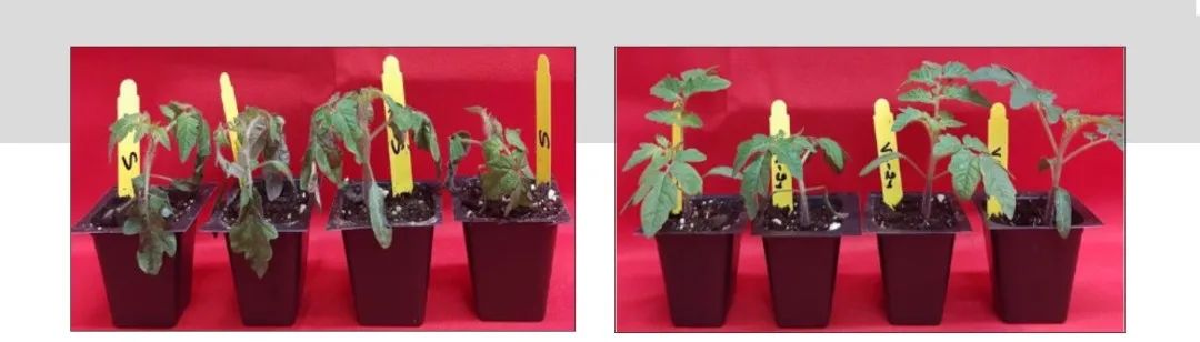 知耕Tech｜生物农药新风向-基于 AI 驱动的多肽的发现、设计和表征