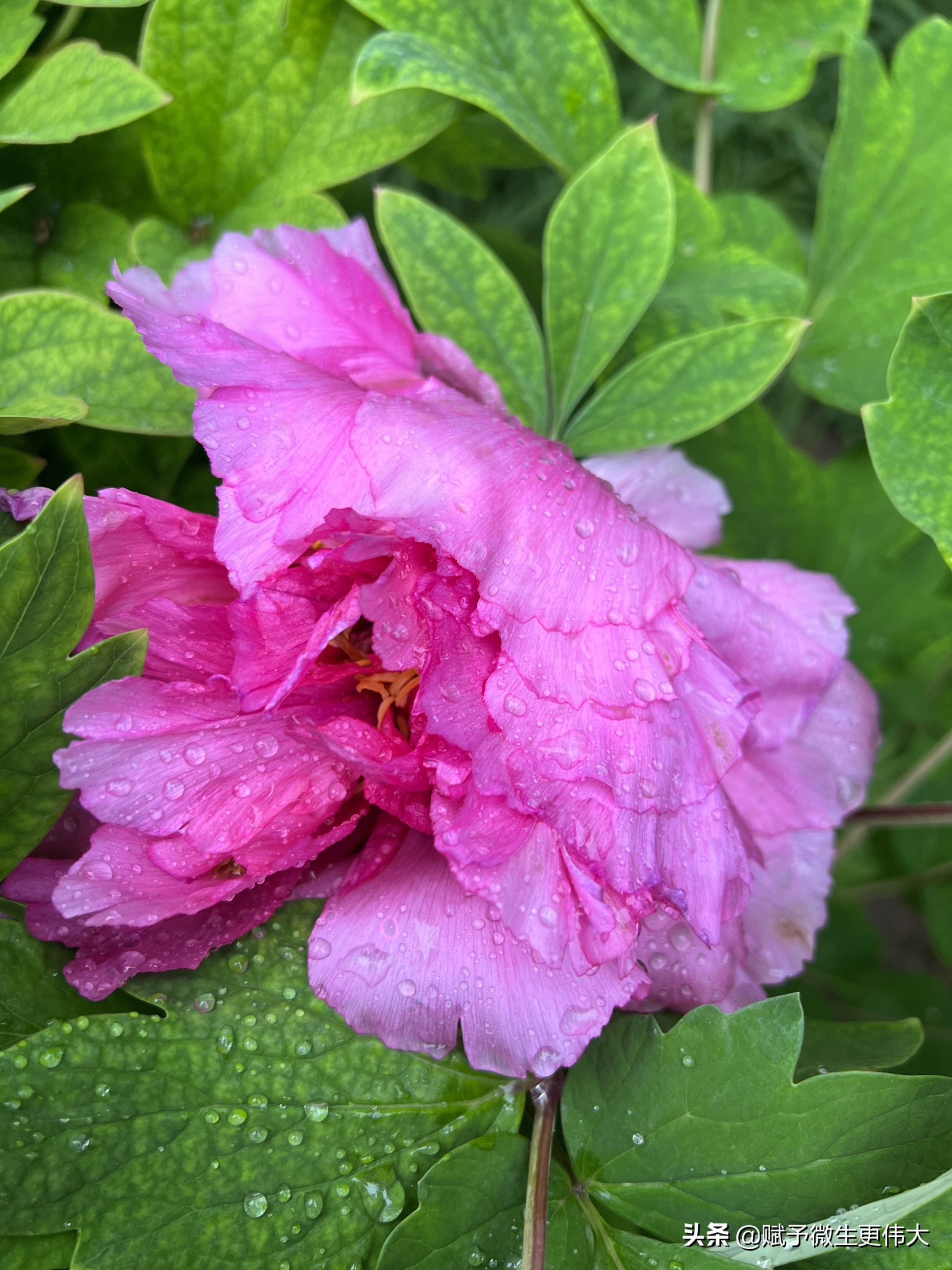 雨新新——早上雨匆匆 行人缩衣身