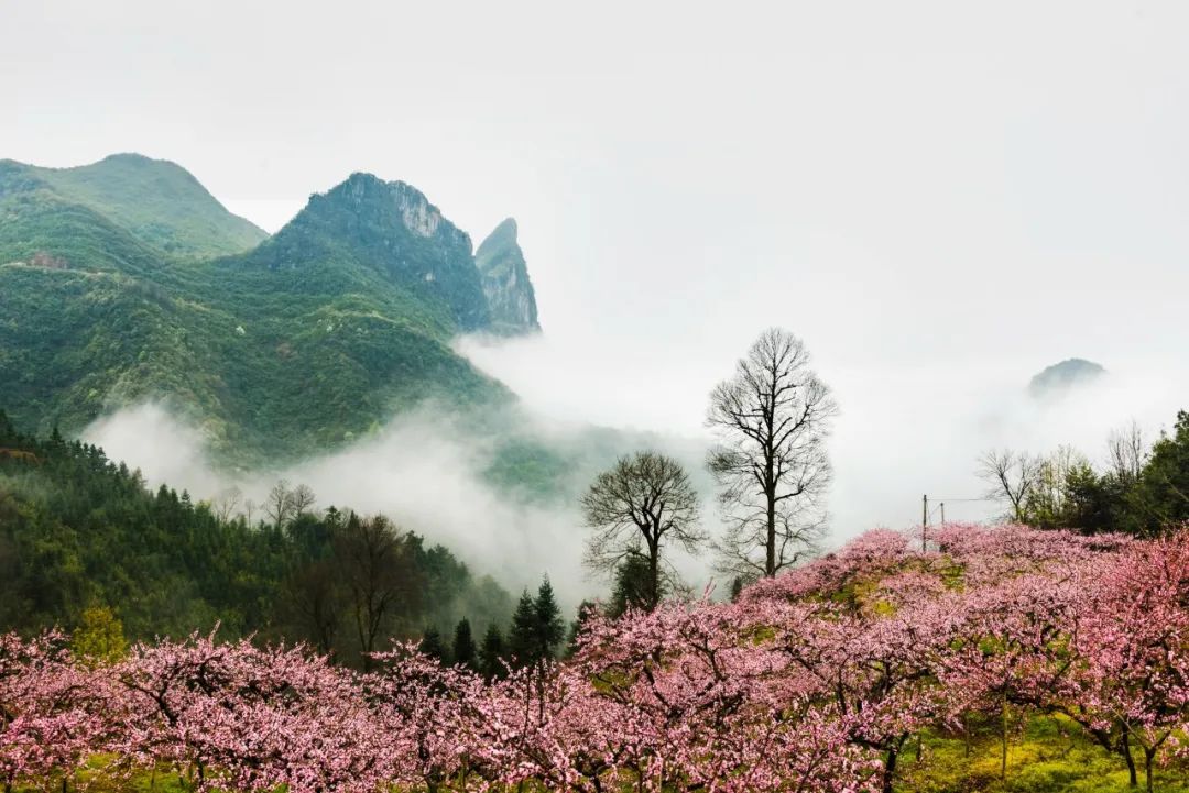 10首绝美四月诗词，落花时节，风轻草绿，最美人间四月天