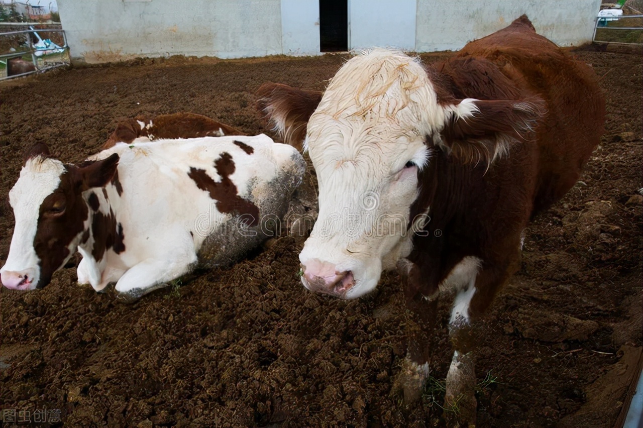 牛价丨2月最后一波！最新活牛、牛肉价格