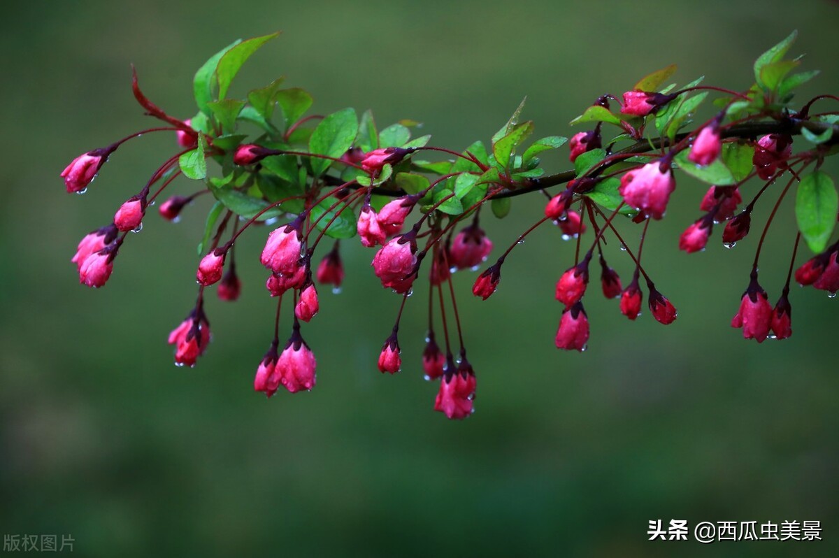 海棠花比喻什么样的人（海棠花寓意象征含义）