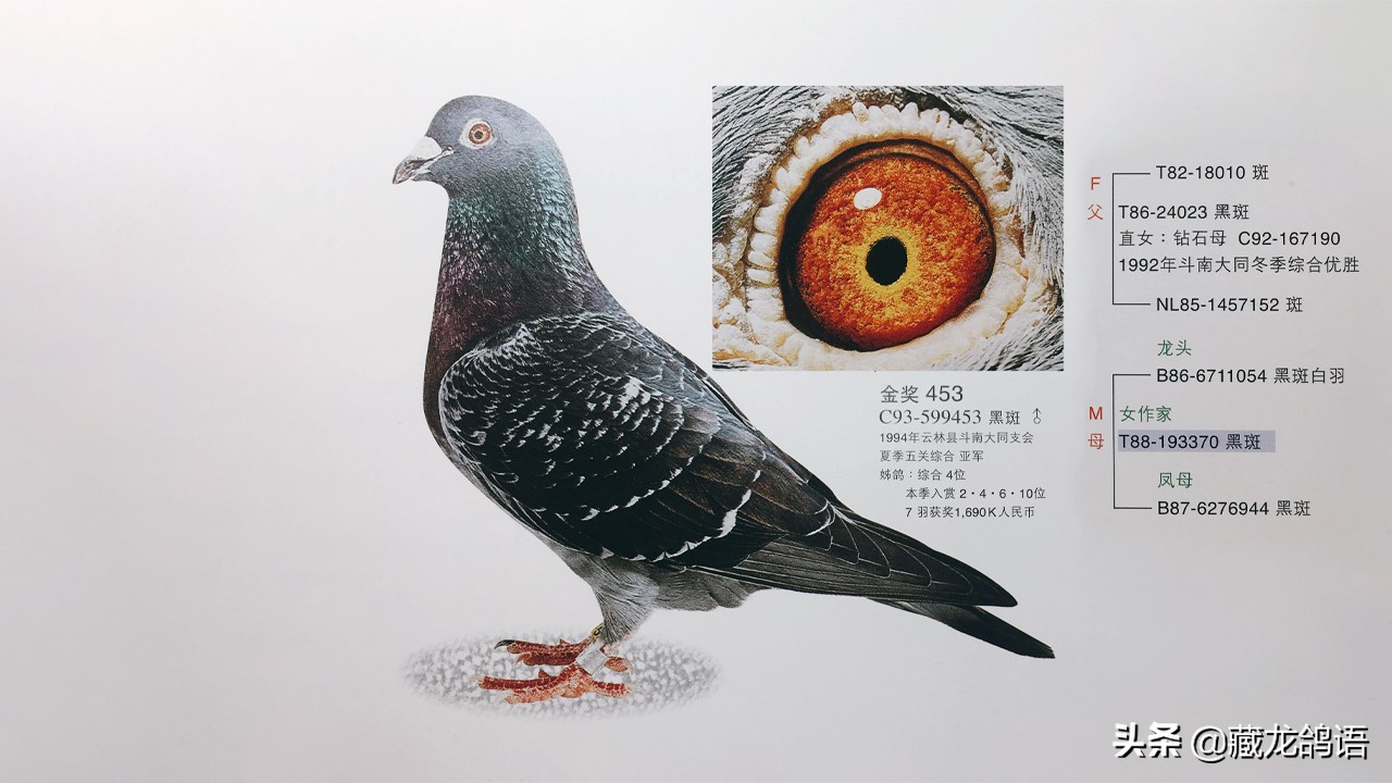 来自日本的鉴鸽高手—赖铭涺的故事(2)