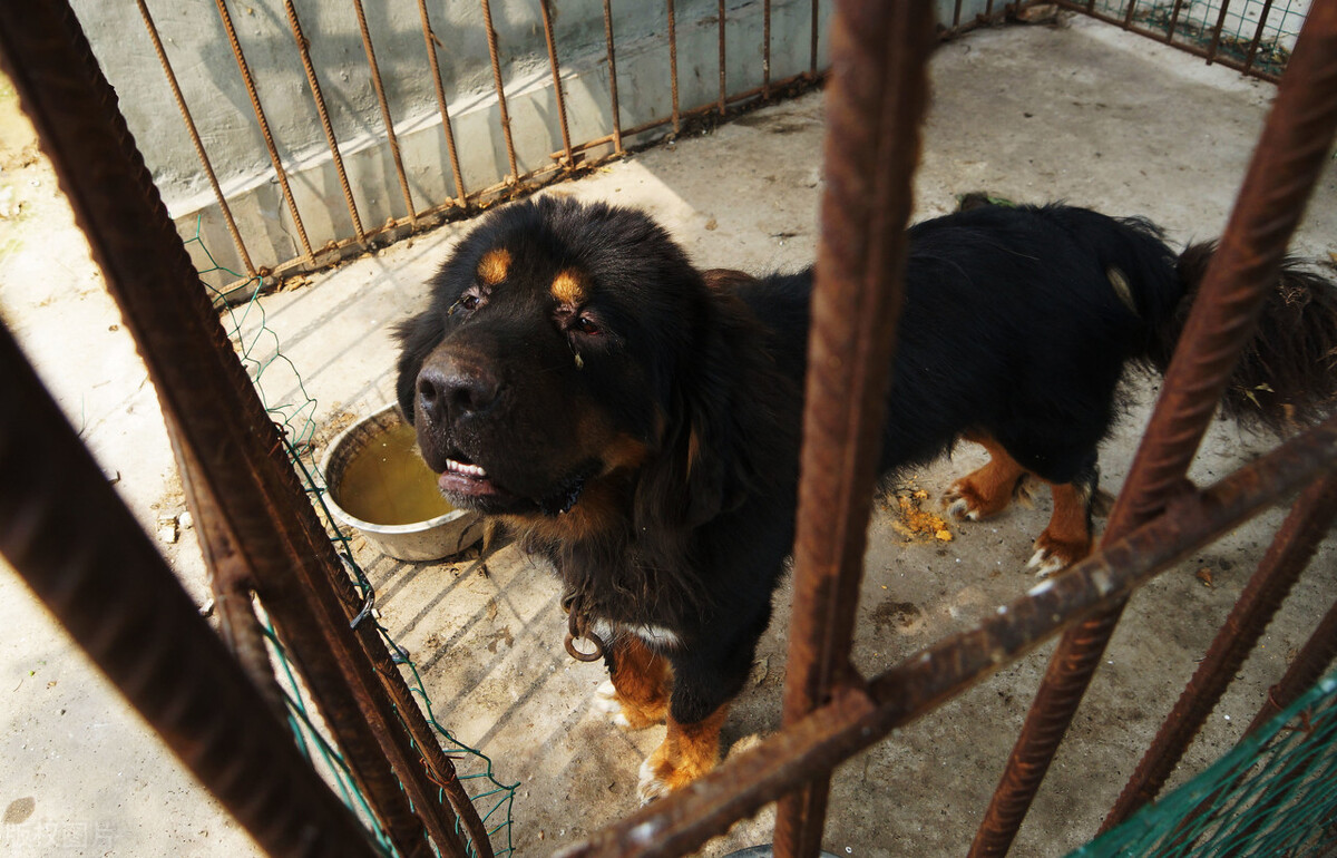 藏獒王(藏獒vs比特犬，谁才是真正的狗中之王？)