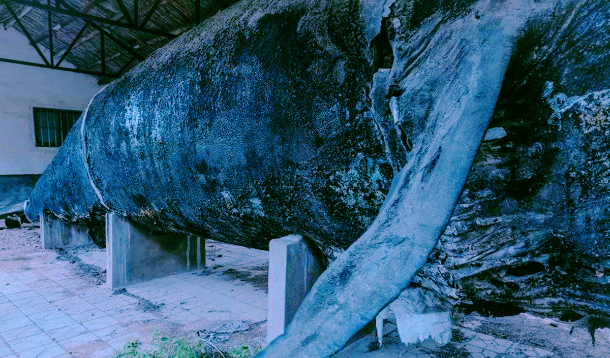 青岛废弃博物馆，藏有巨鲸标本和骨骼，被一个老人日夜守护着