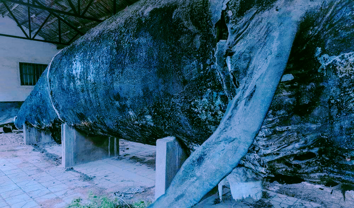 青島廢棄博物館，藏有巨鯨標(biāo)本和骨骼，被一個(gè)老人日夜守護(hù)著