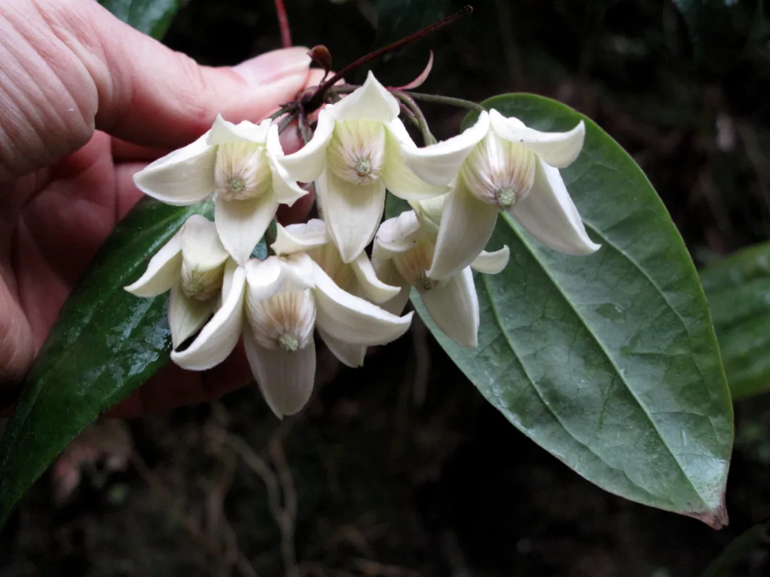 最美野花"雪里开",开在雪中,优雅醉人
