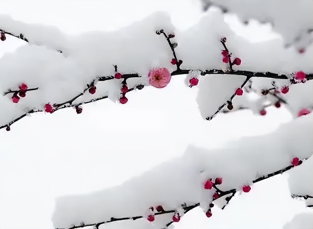 「大雪」雪月最相宜，梅雪都清绝