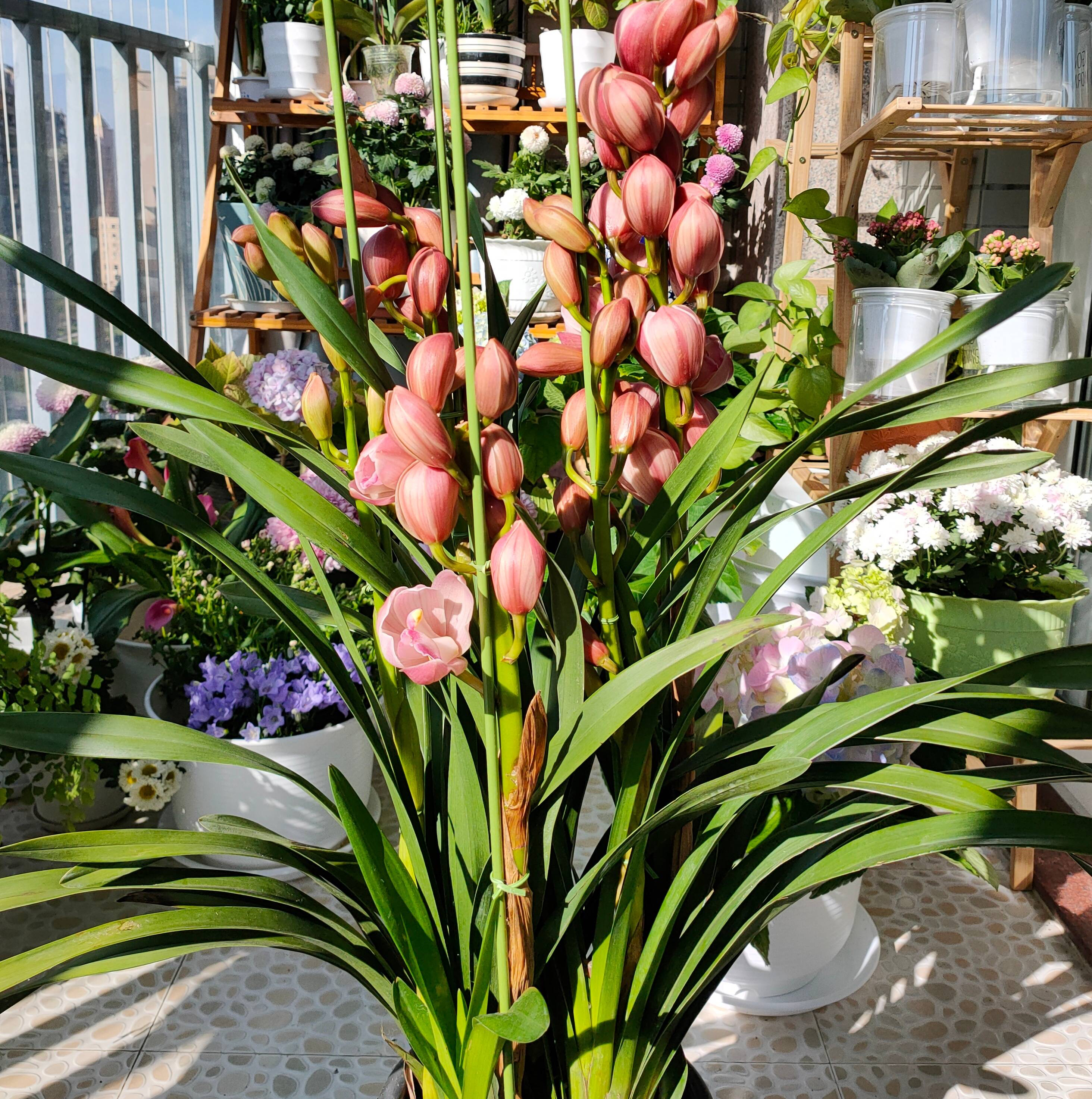 大花蕙兰的养殖方法(养大花蕙兰关键3步年年复花)