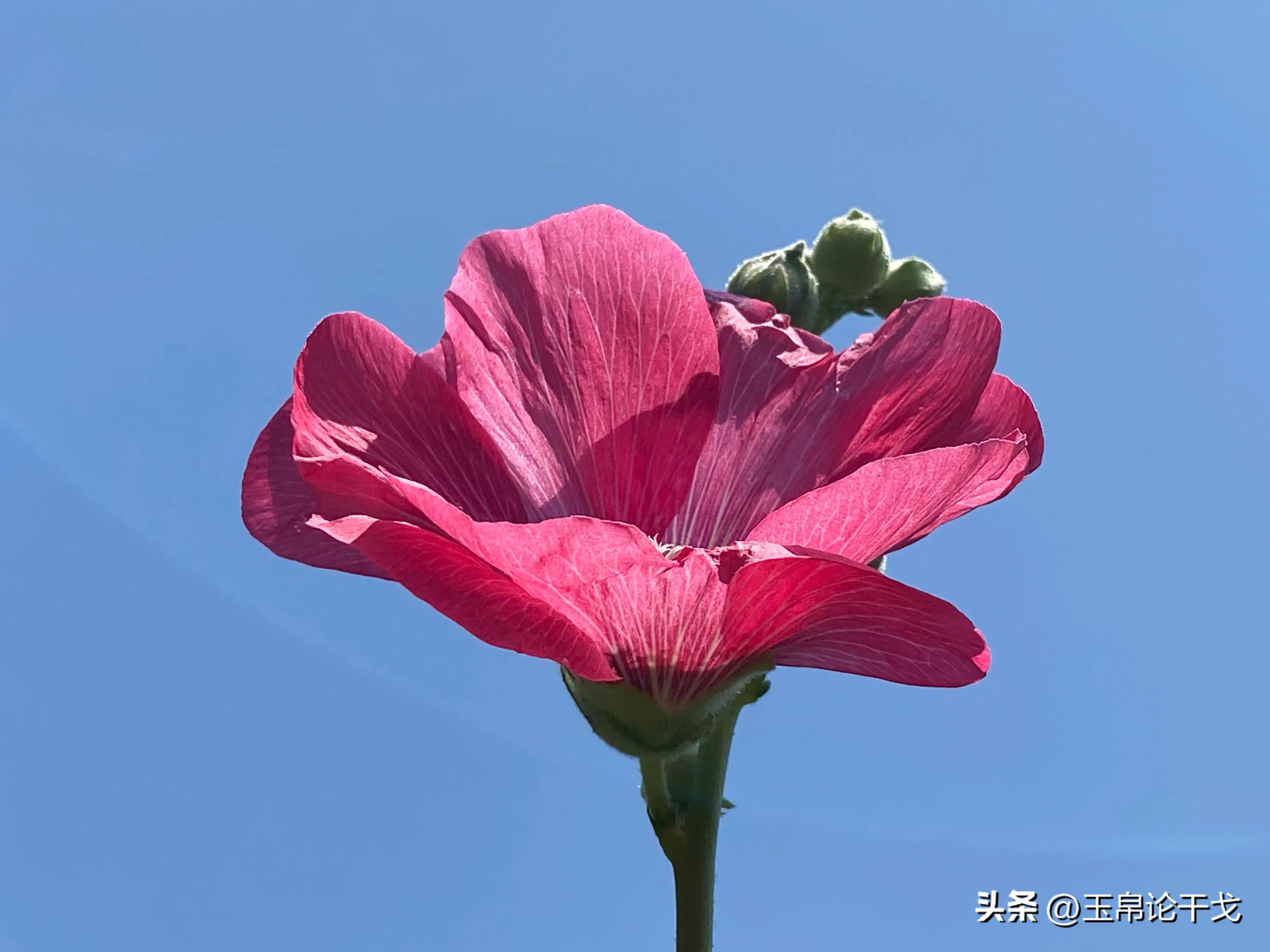 擦边情人谷