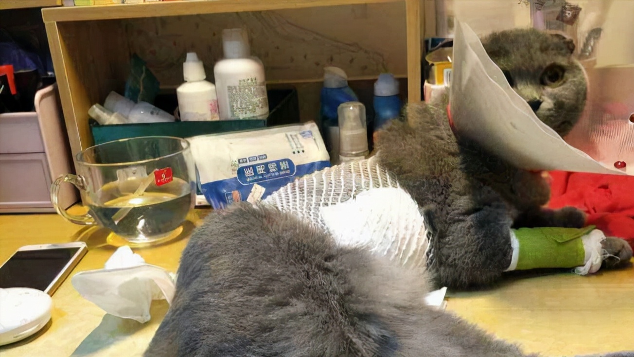 想对大学里养猫的同学说：请不要将爱心带到宿舍，我不喜欢猫