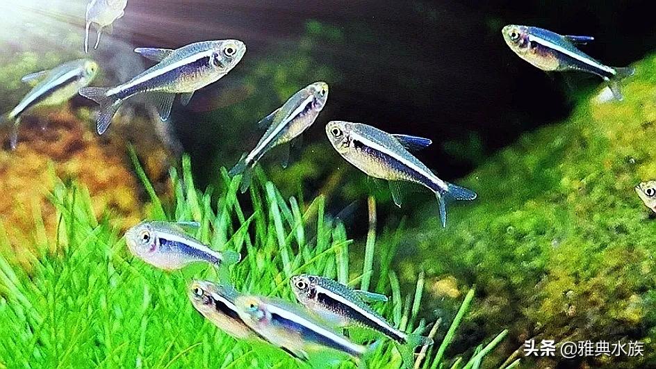雅典水族带你玩转观赏鱼，教你如何培养水族箱中的硝化细菌
