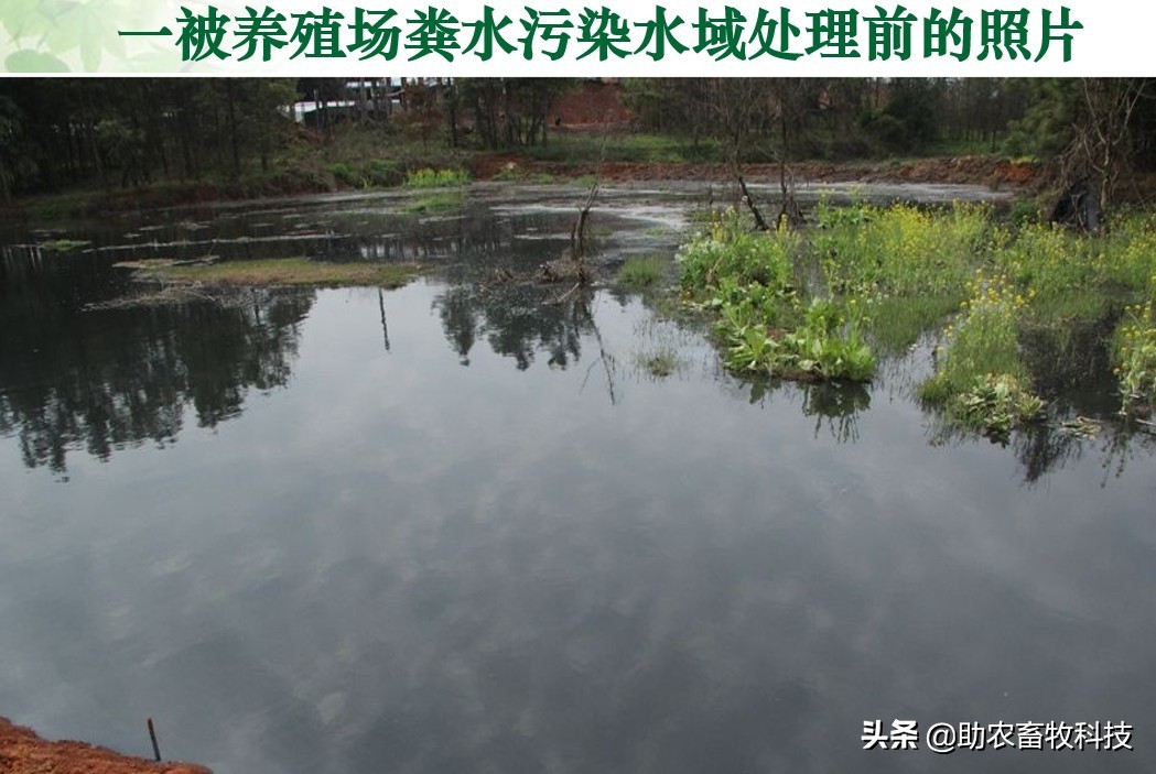 養(yǎng)殖場周邊的魚塘水庫被養(yǎng)殖廢水污染快速簡單地處理技術(shù)