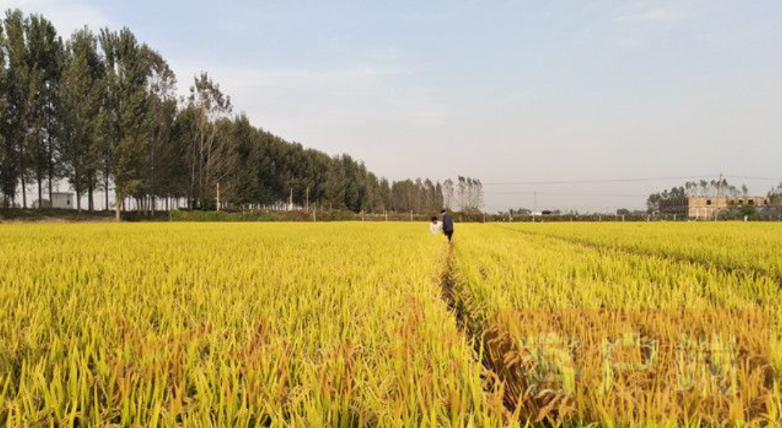 23年前，河南夫妻生下龙凤四胞胎没钱抚养，如今有车有房幸福美满